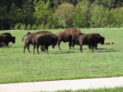 buffalo on the wildlife loop ride