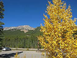 Aspen in Fall colors