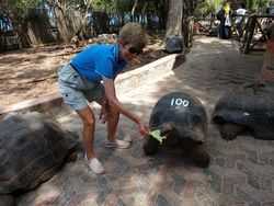 Becky feeding the tortoise