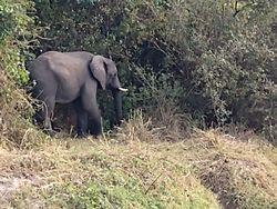 A lone elephant