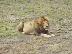 Male lion protecting his pride
