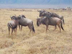 Wildebeeste in the Ngorongoro caldera